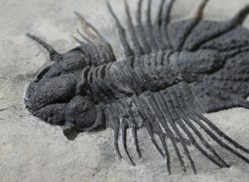 Miniatura: Acanthopyge sp.