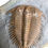 Miniatura: Cambrian Damesella paronai trilobite