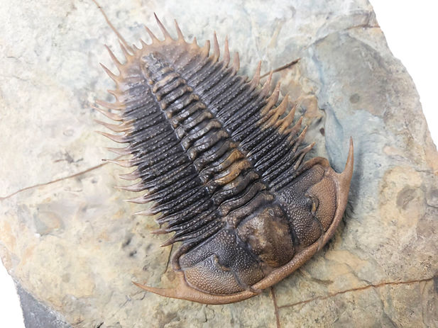 Trilobite Cambrian Damesella paronai chi