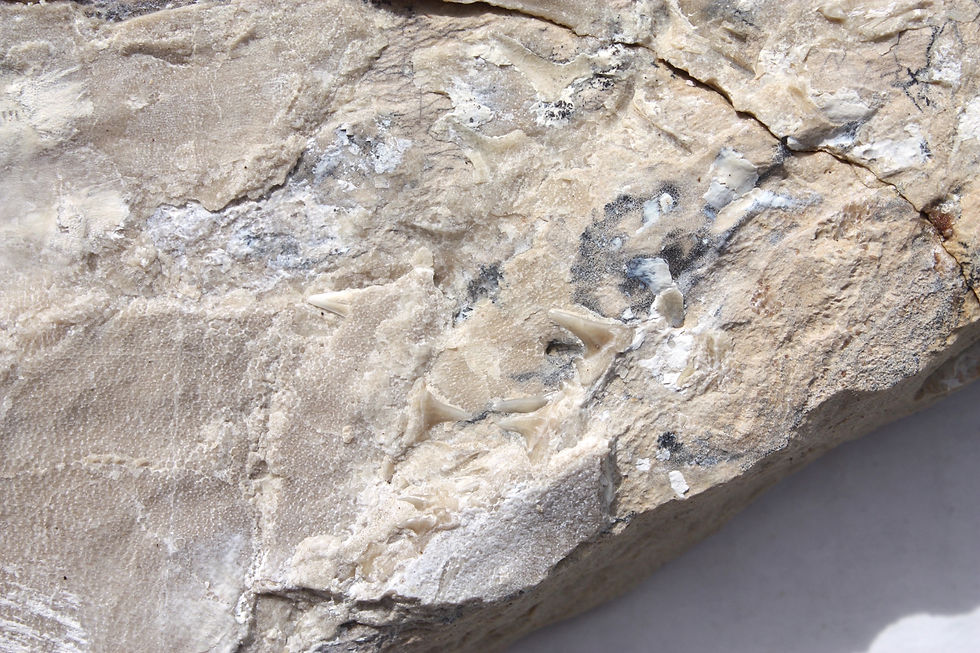 Miniatura: Cretaceous Lebanon Shark head with teeth