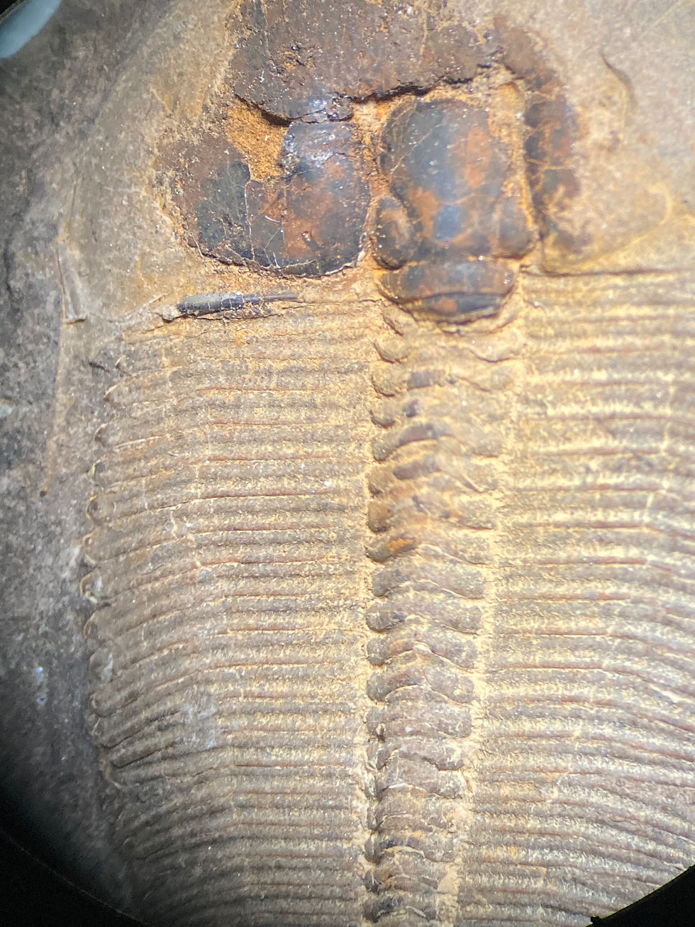 Silurian Aulacopleura koninki trilobite on sale