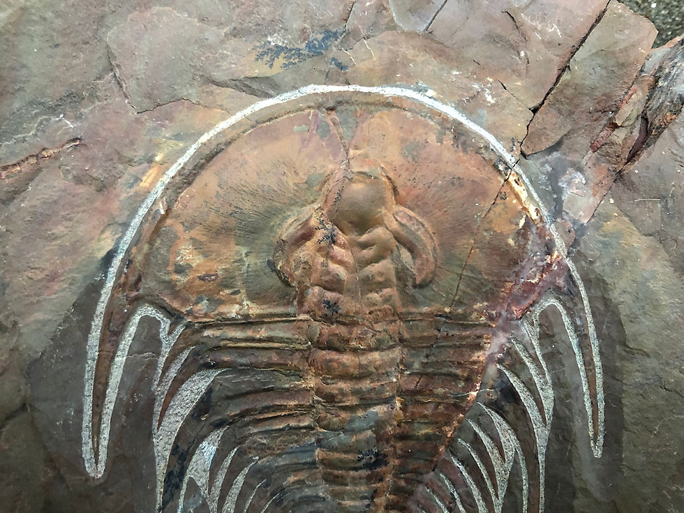 Miniatura: Olenellus nevadensis Cambrian trilobite