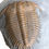 Miniatura: Cambrian Damesella paronai trilobite on sale www.trilobiti.com