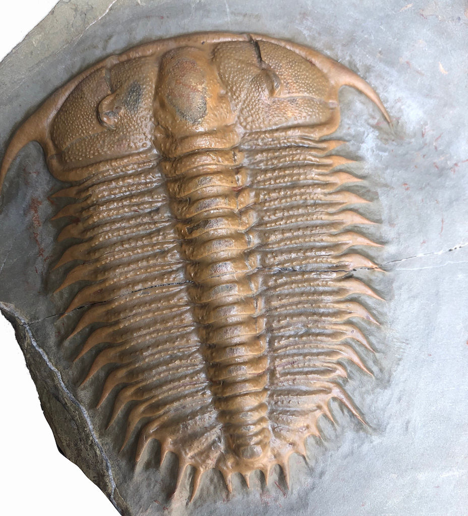 Miniatura: Cambrian Damesella paronai trilobite on sale www.trilobiti.com