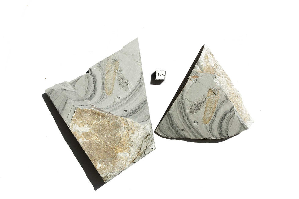 Miniatura: Chancelloria fossil sponge marjum formation Utah usa positive and negative