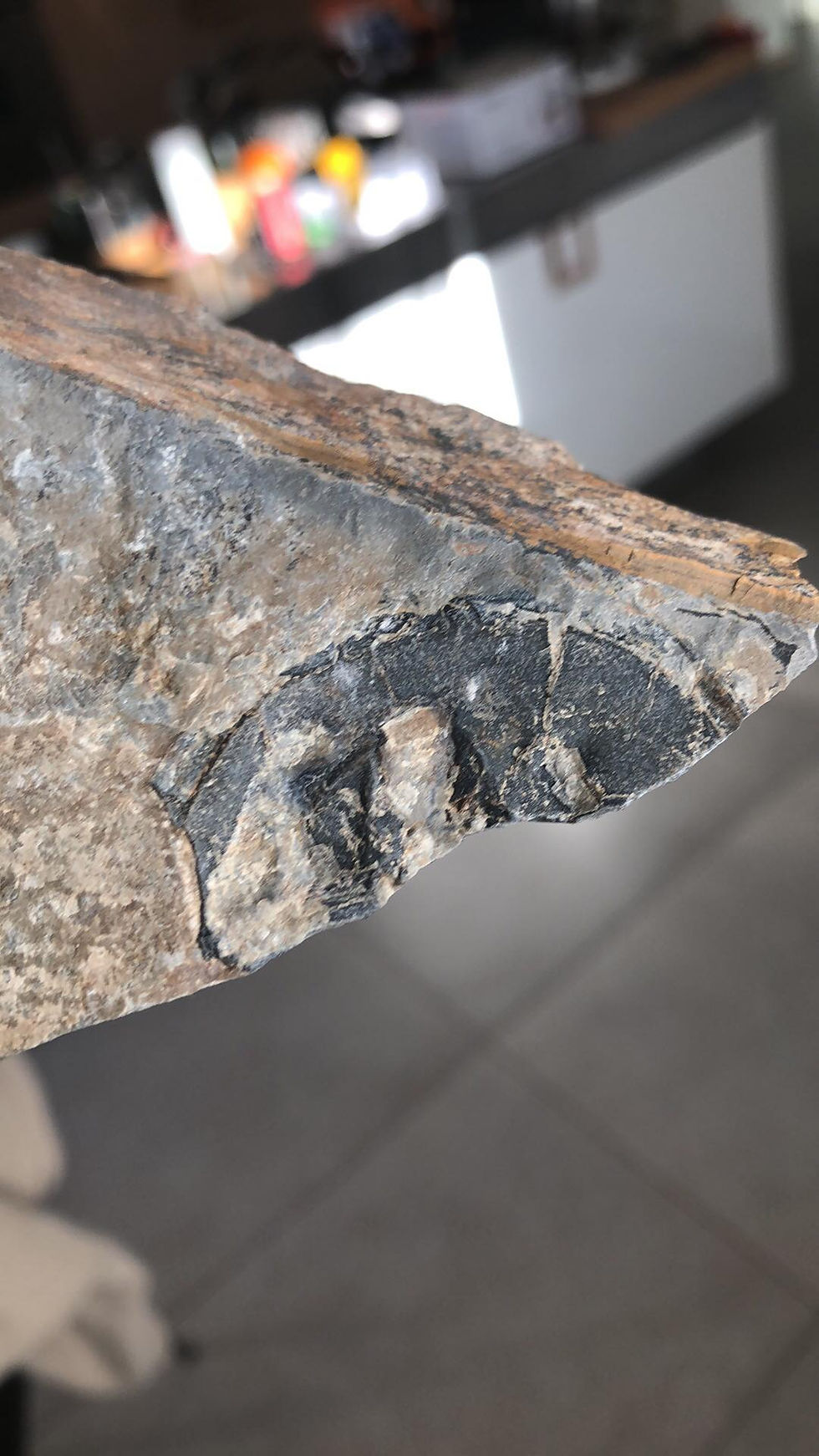 Altiocculus drumensis counterpart head