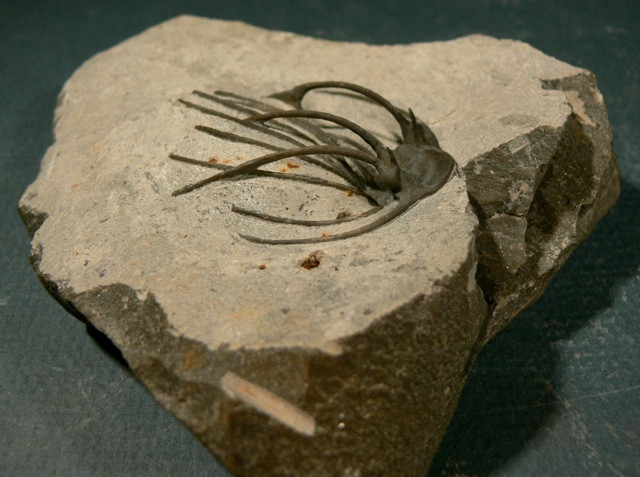 Heliopeltis sp trilobite Devonian fo Morocco 2