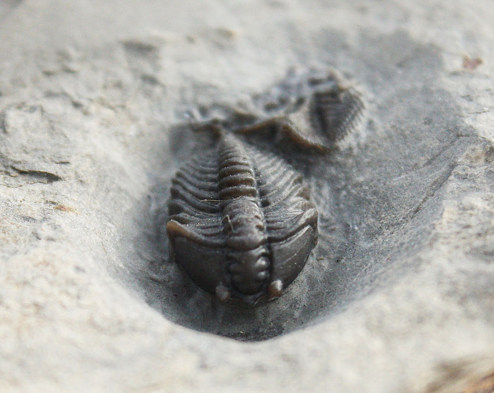 Pseudocybele nasuta ordovician trilobite on sale
