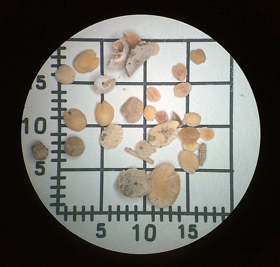 Miniatura: Earth Sciences & Geology  Ruler Kit