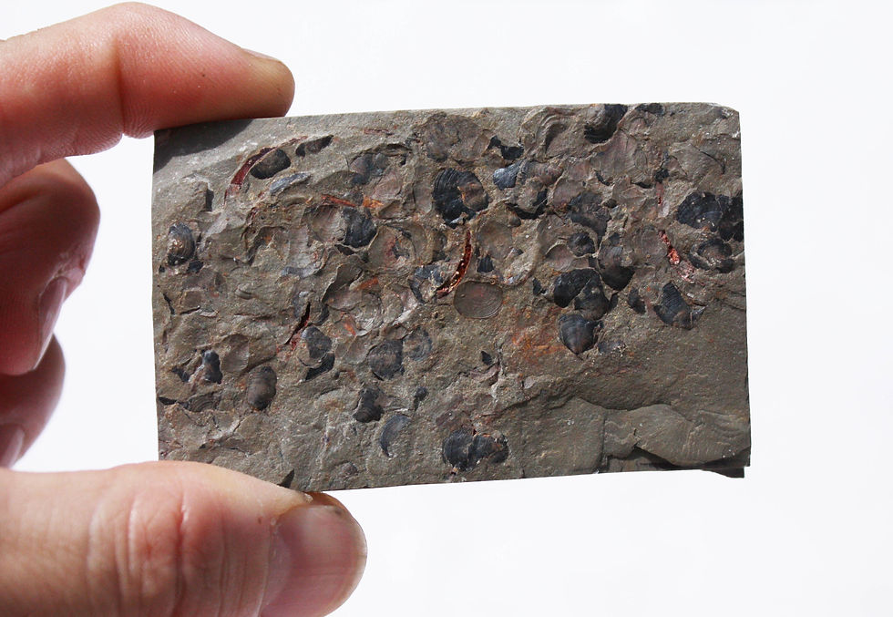Miniatura: Cambrian Acrothele sp. brachiopod