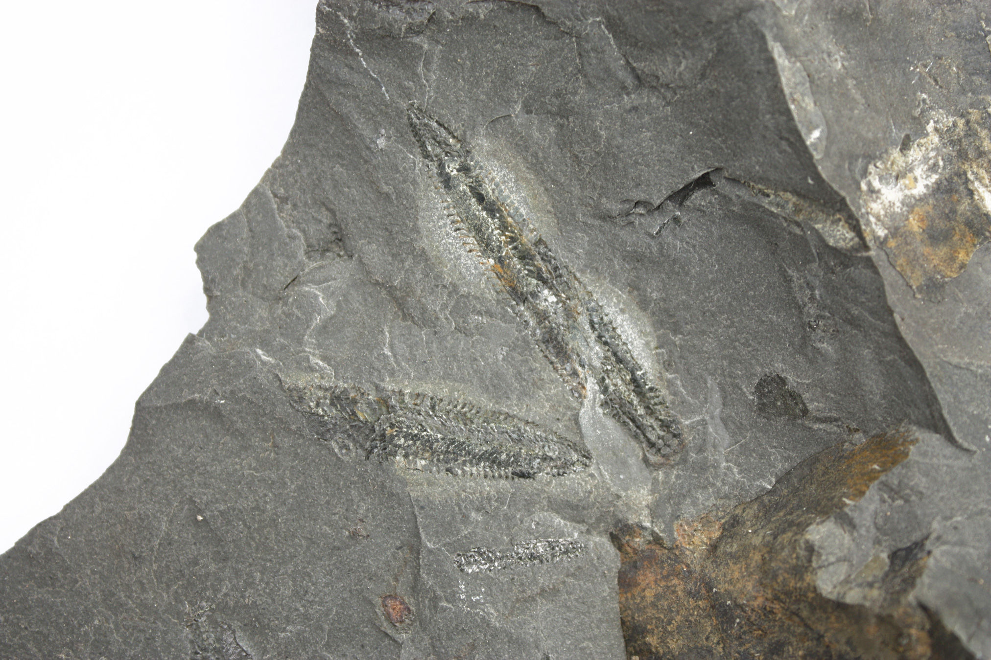 Ordovician Graptolite Phyllograptus sp. Utah Fossil
