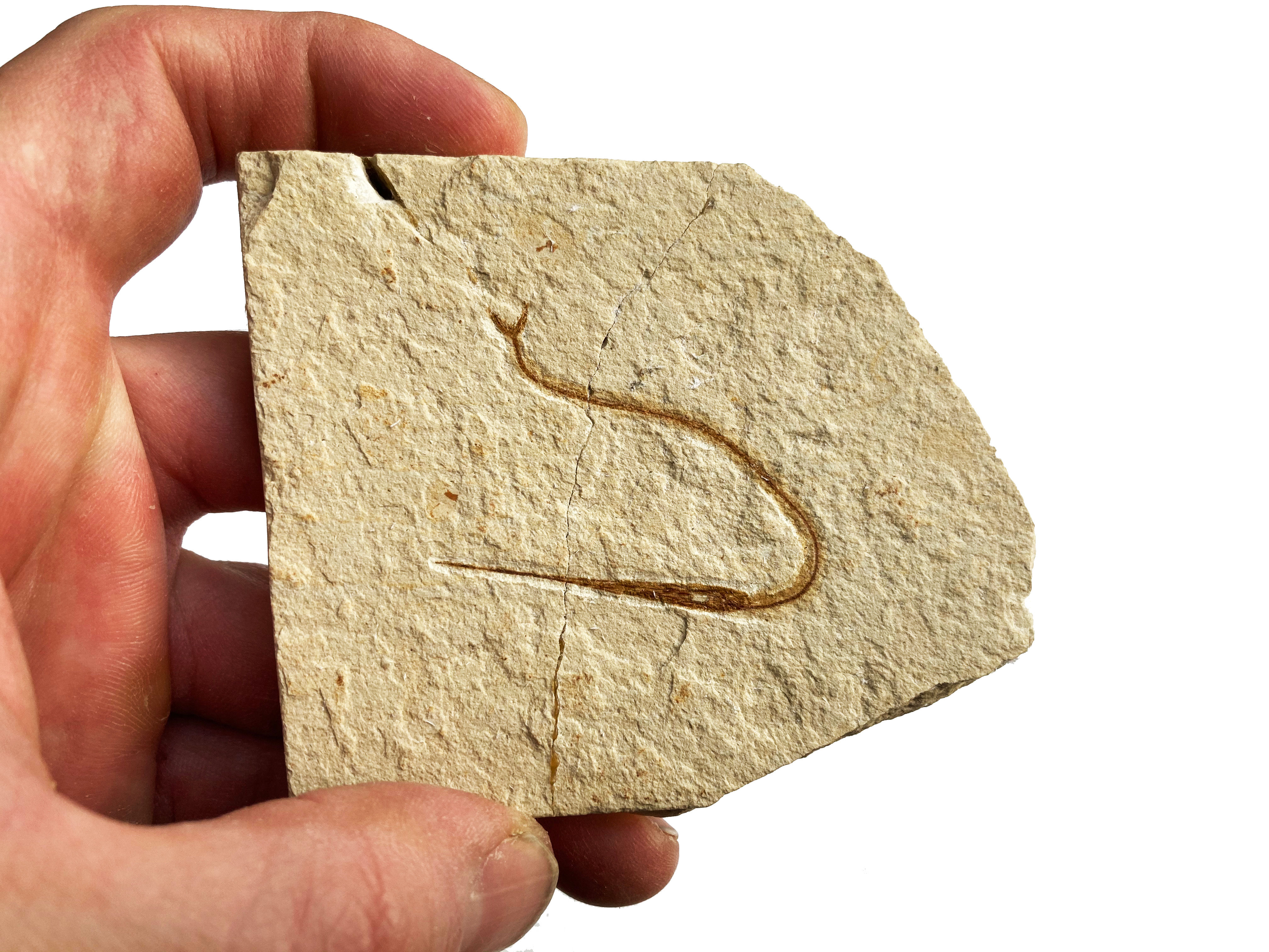 Rhynchodercetis sp. needle fish fossil cretaceous on sale trilobiti.com