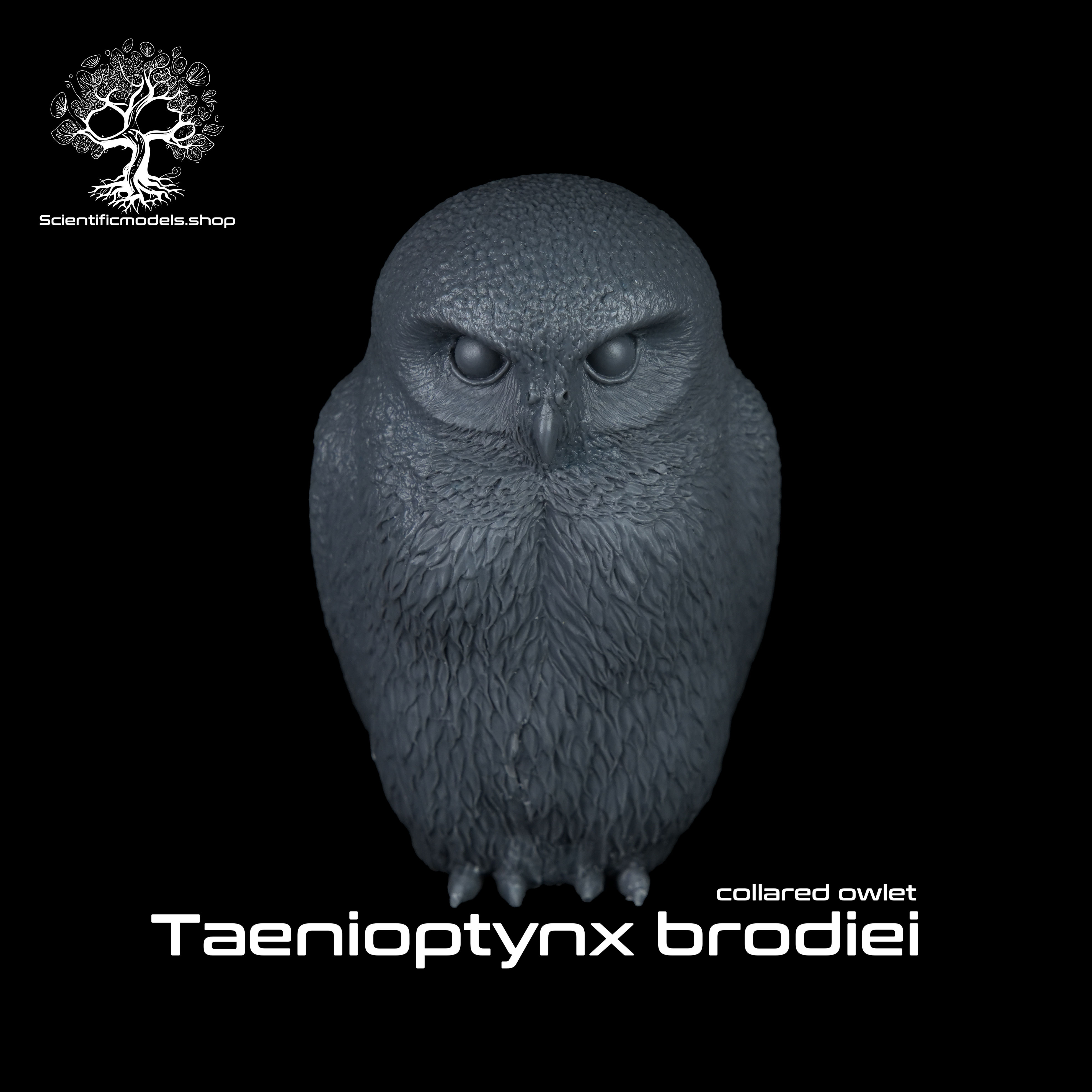 Collared Pilgrim Owl modellino in resina