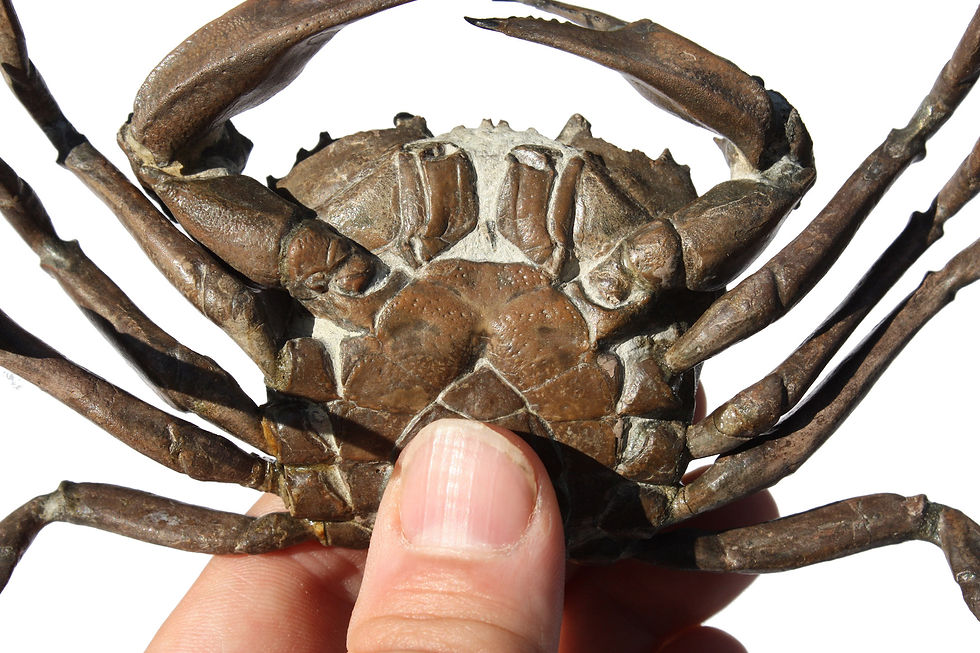 Thumbnail: Archaeogeryon peruvianus (d Orbigny, 1842)