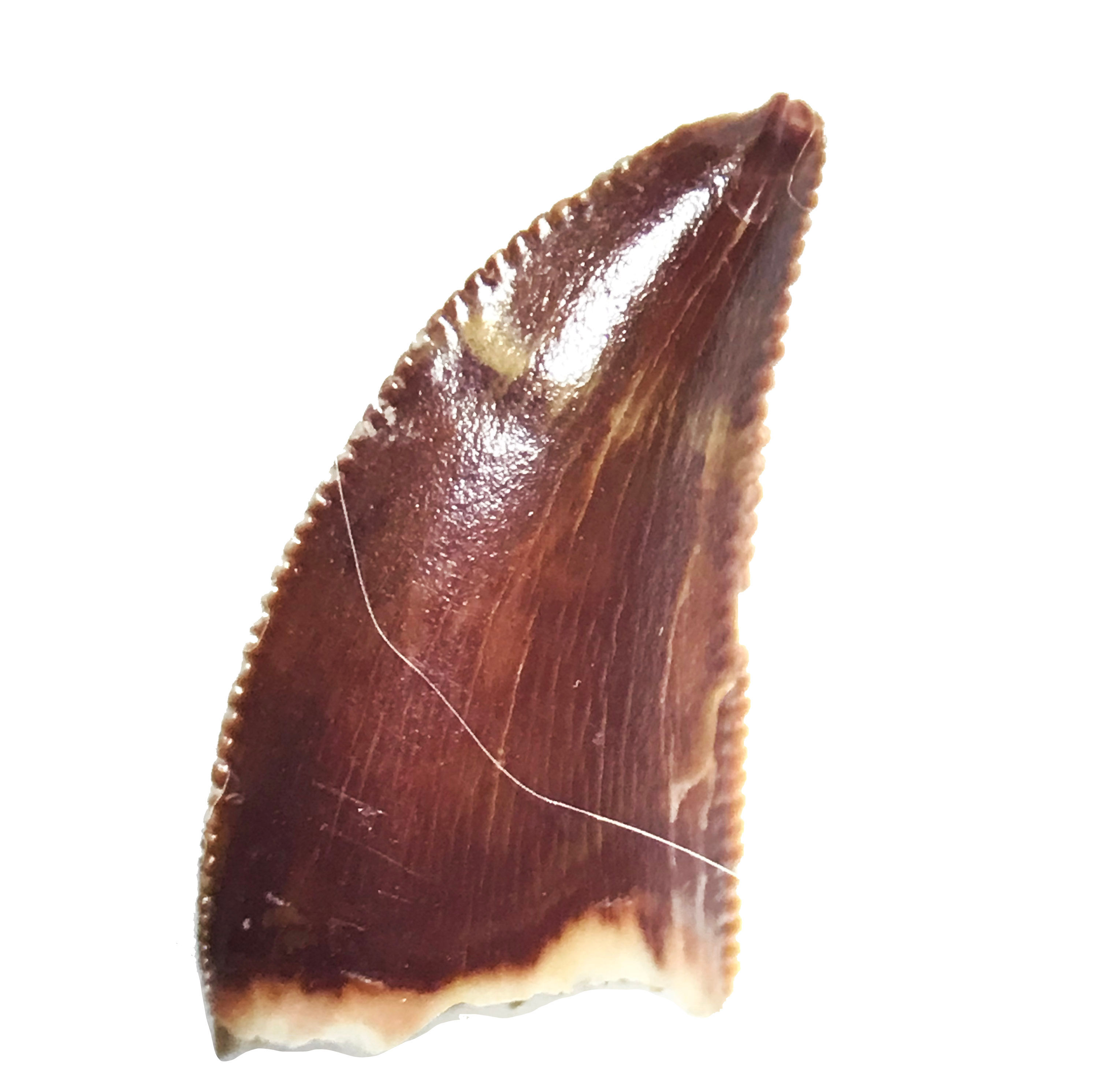 Carcharodontosaurus sp. (Stromer, 1931) juvenile