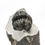 Miniatura: moroccan Pedinoparios trilobite Mrakib area Morocco trilobite Bou Dib Formation