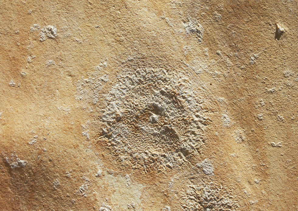 Thumbnail: Hydromedusae Palaequorea rygoli Solnhofen fossil jellyfish