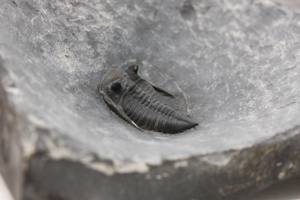 Miniatura: Achatella acates (Billings, 1860) ordovician phacopid trilobite