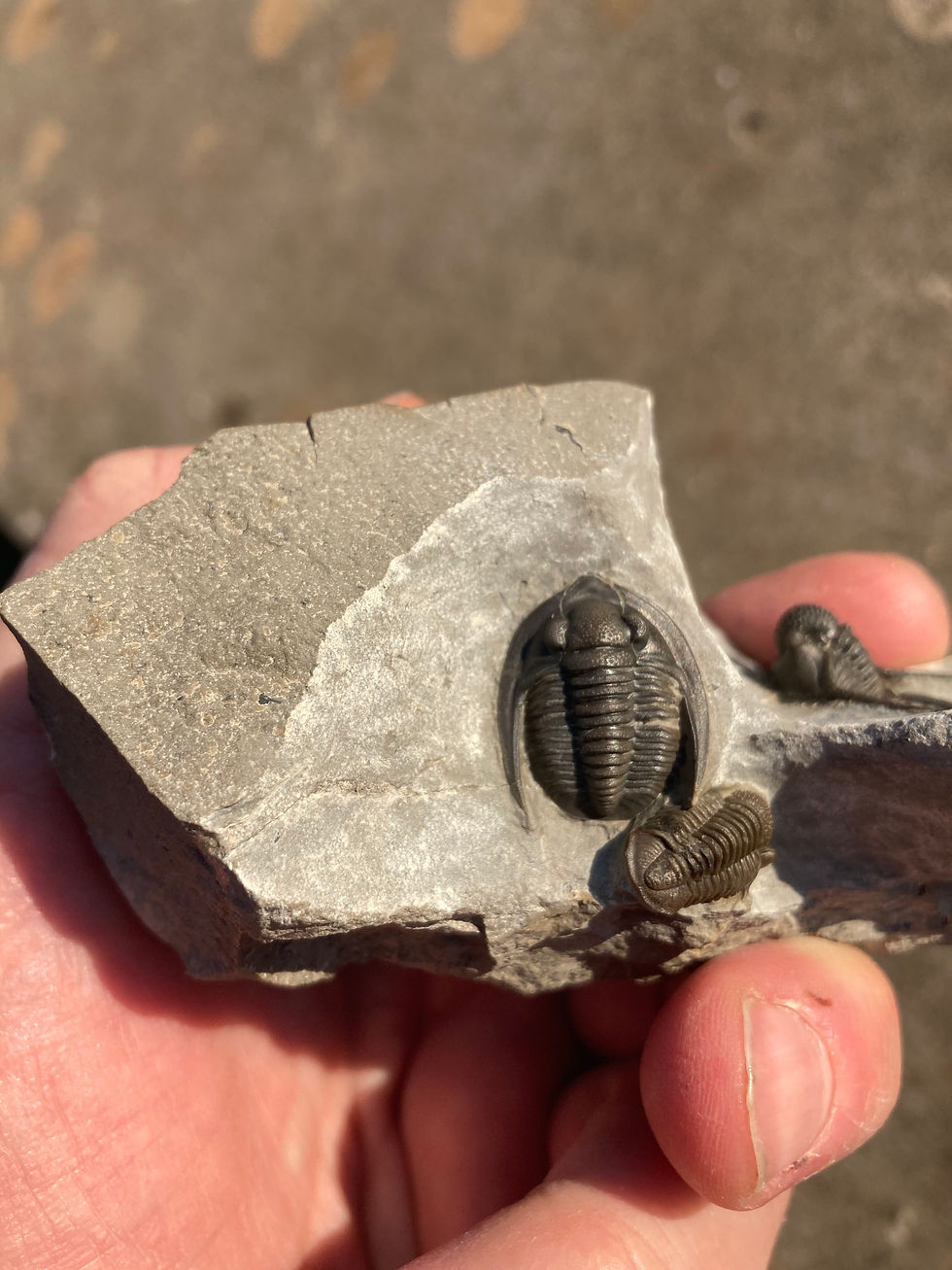 Thumbnail: Fossil trilobite on sale from morocco Trilobiti.com