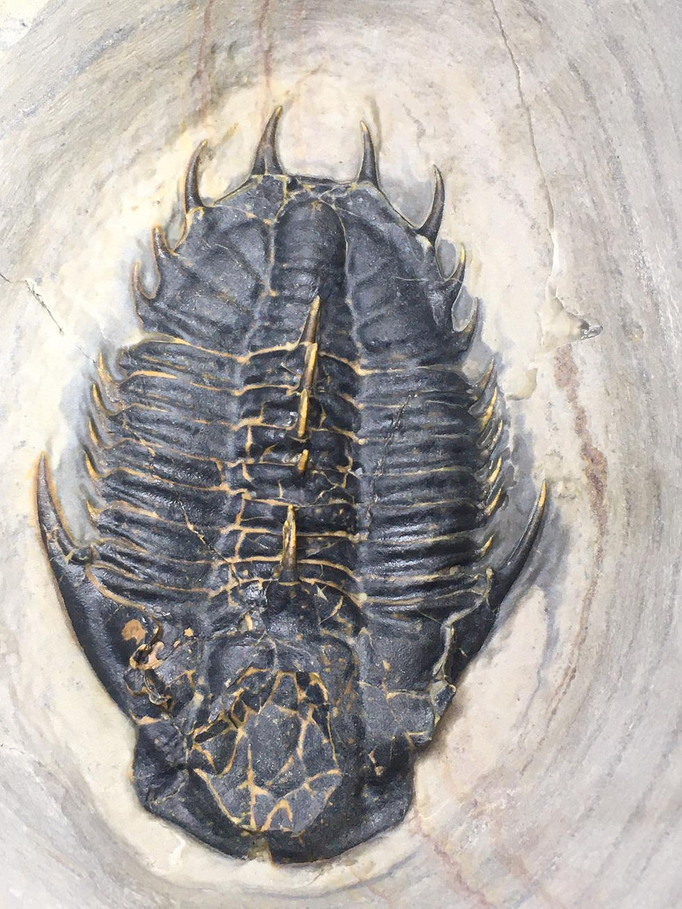 Thumbnail: Kootenia randolphi fossil trilobite preparation