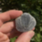 Wujiajiana lyndasmithae trilobite on sale