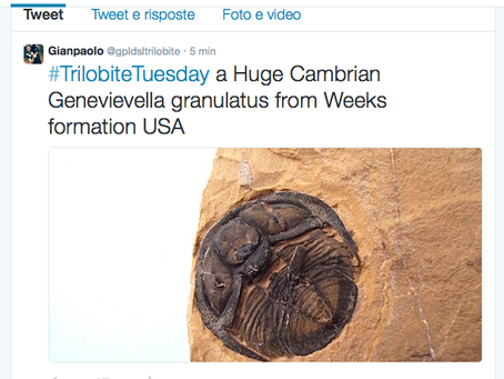 Trilobiti.com é anche su TWITTER segui @gpldsltrilobite o #TrilobiteTuesday