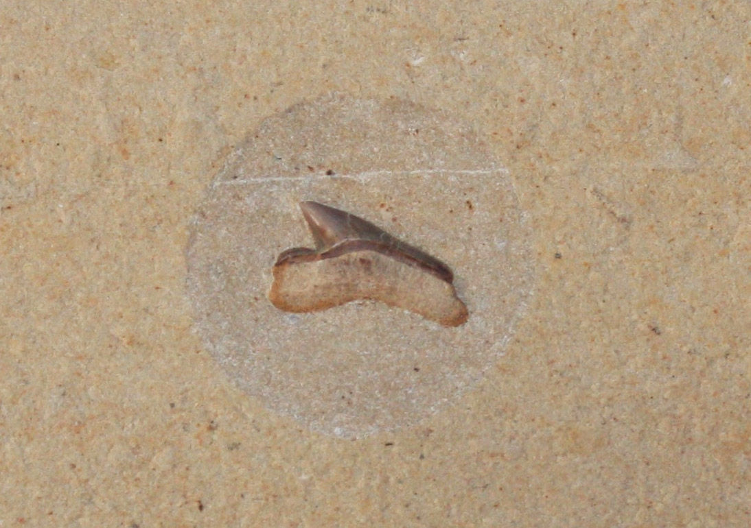 Squalicorax sp. cretaceous shark tooth