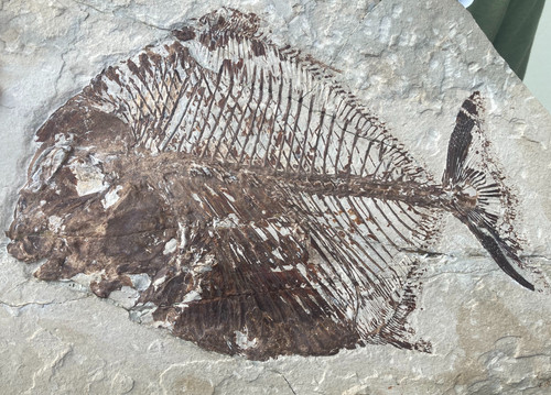 Nursallia goedeli? cretaceous pycnodont fossil fish | trilobiti.com