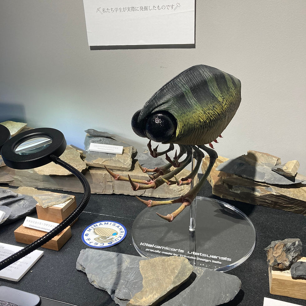 Thumbnail: Kitakamicaris utatsuensis resin model kit for Museum