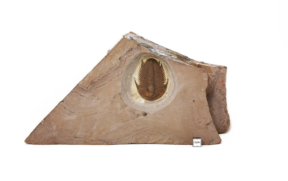 Modocia typicalis Cambrian trilobite