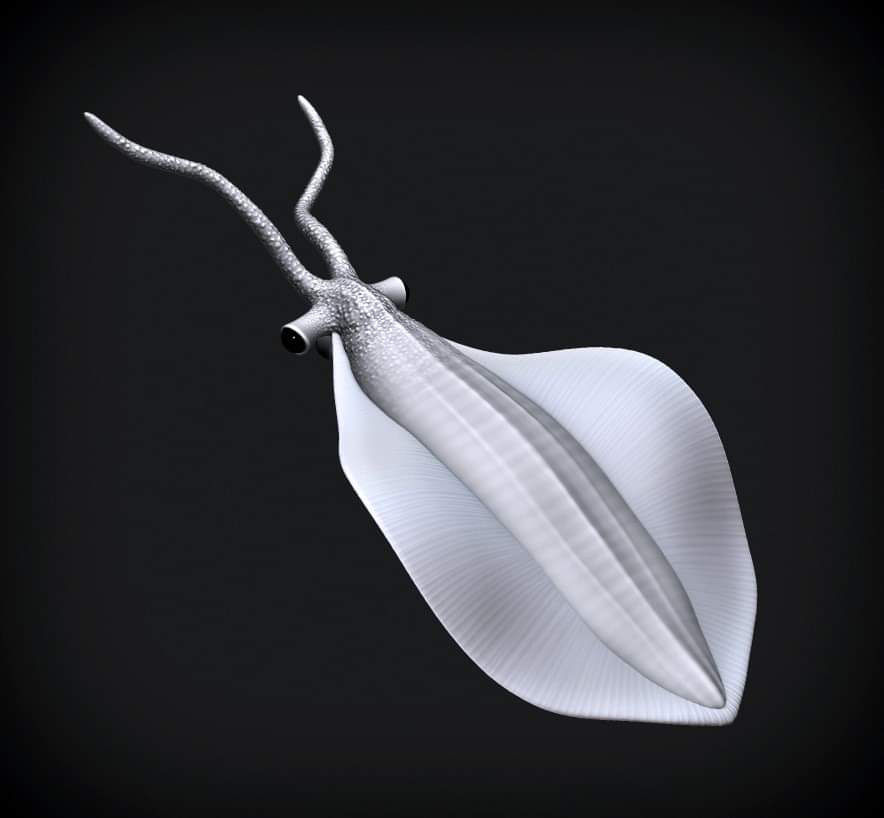 Thumbnail: Burgess shale Nectocaris pteryx resin model kit