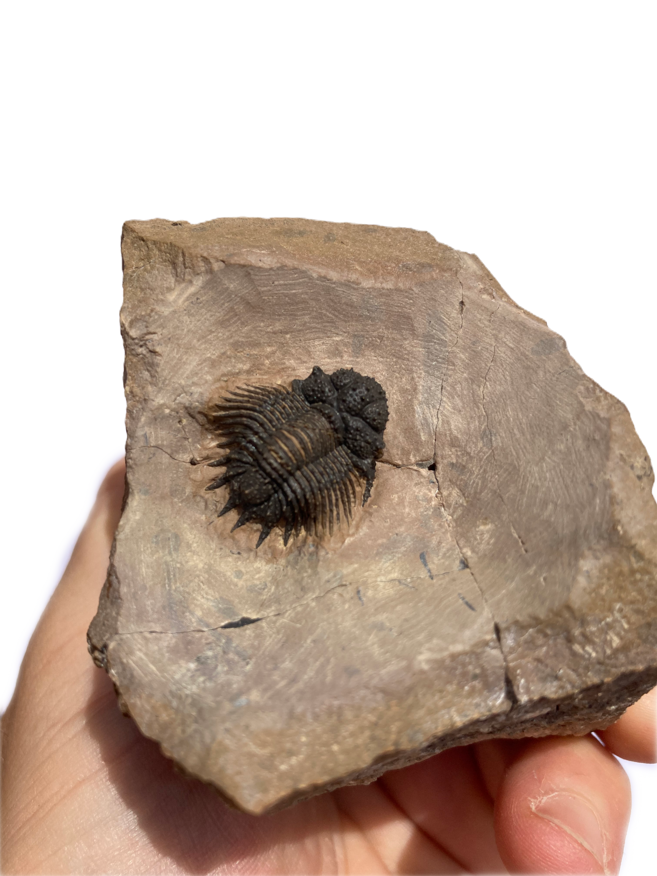 Acanthopyge (Lobopyge) estevei sp. nov trilobite Mrakib on sale