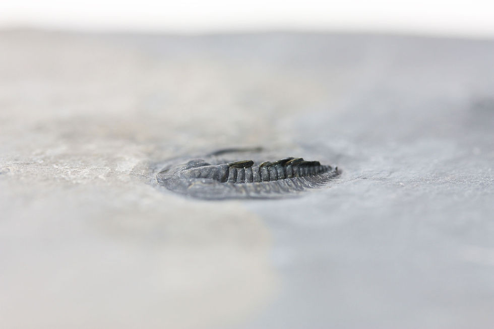 Miniatura: Amecephalus jamisoni cambrian trilobite on sale
