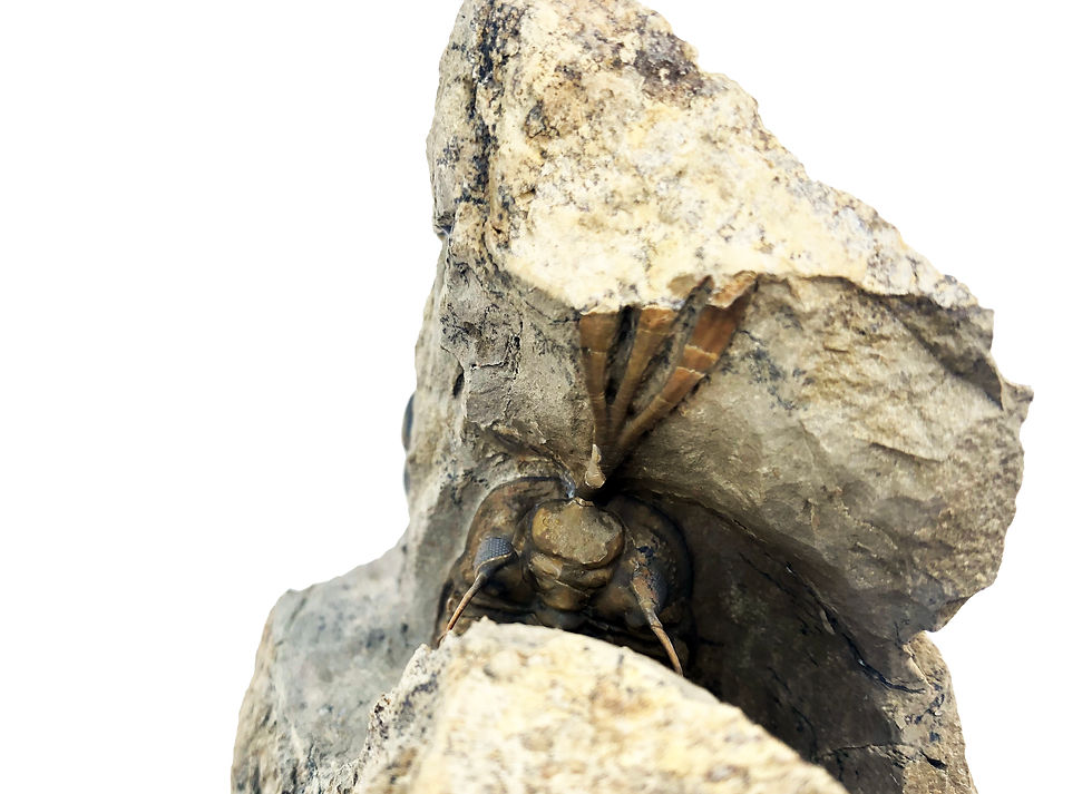 Thumbnail: Alex Zagar Walliserops trifurcatus morocco devonian trilobite