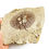 Miniatura: Cyclobatis major fossil fish cretaceous Cenomanian stingray