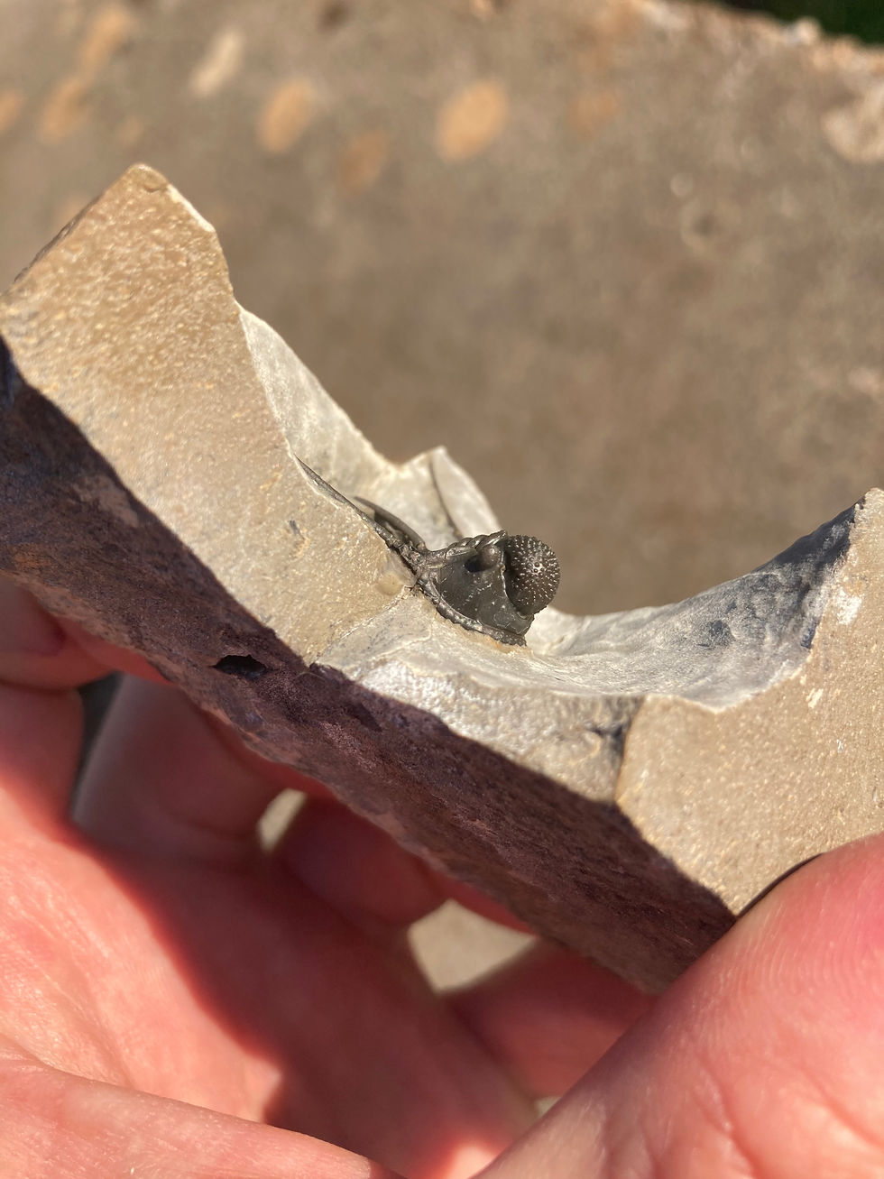 Fossil trilobite on sale from morocco Trilobiti.com