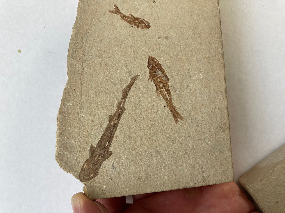 Thumbnail: Super nice fossil shark with teeth preserved