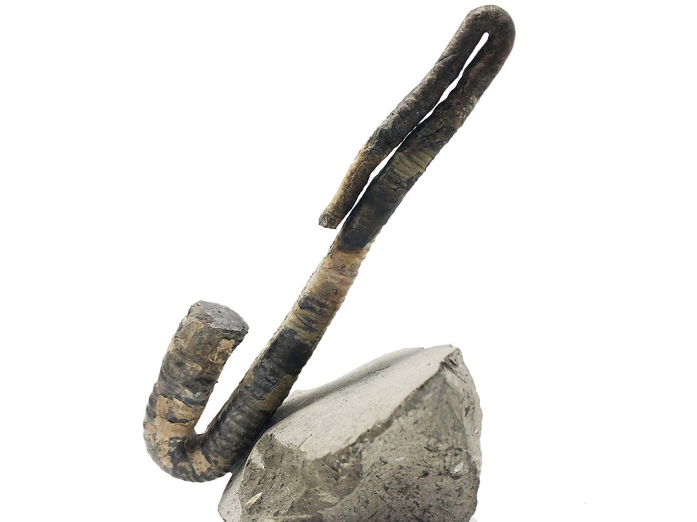 Miniatura: Polyptychoceras yubarense Hokkaido ammonite cretaceous