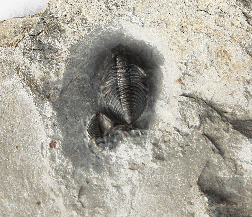 Thumbnail: Pseudocybele nasuta on sale Pliomeridae Ordovician trilobite trilobiti.com