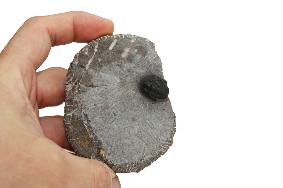 Miniatura: Proetina ihmadii (Johnson et. al, 2012)