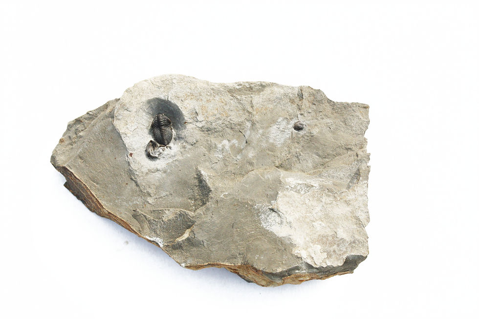Thumbnail: Pseudocybele nasuta on sale Pliomeridae Ordovician trilobite www.trilobiti.com