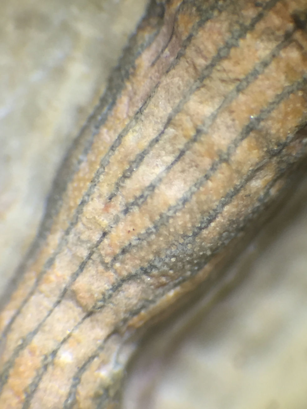 Miniatura: Undescribed Archaeocyathid 3D