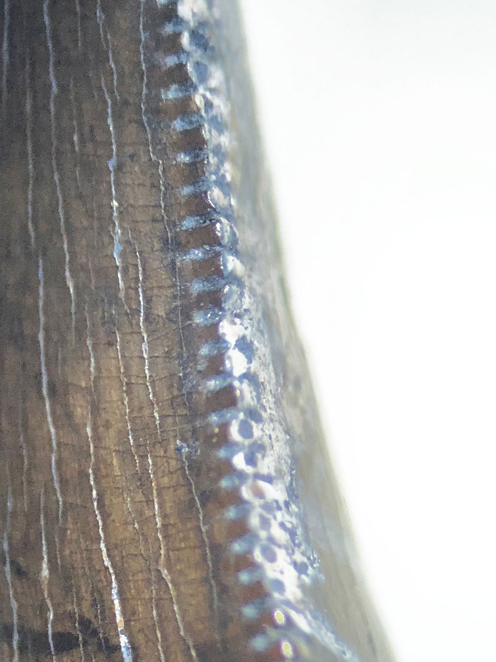 Miniatura: Dinosaur Fossil tooth Acheroraptor temertyorum (Evans, Larson & Currie 2013)