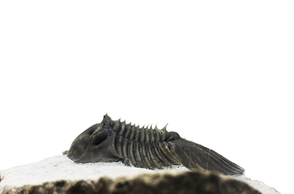 Thumbnail: Scabriscutellum trilobite