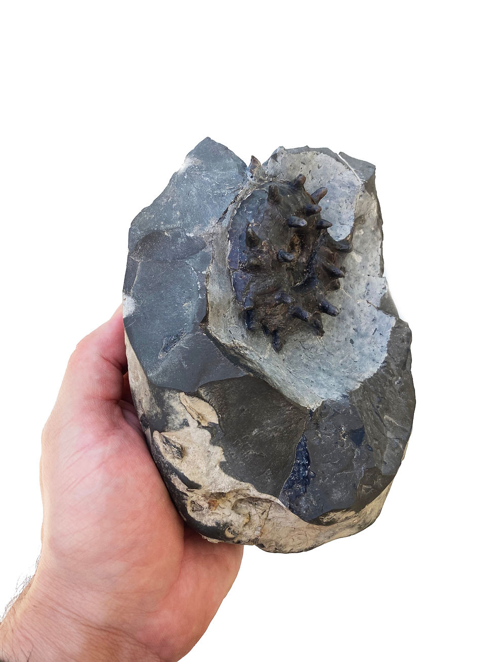 Miniatura: Menuites japonicus spiny  japanese ammonite from Hokkaido on sale