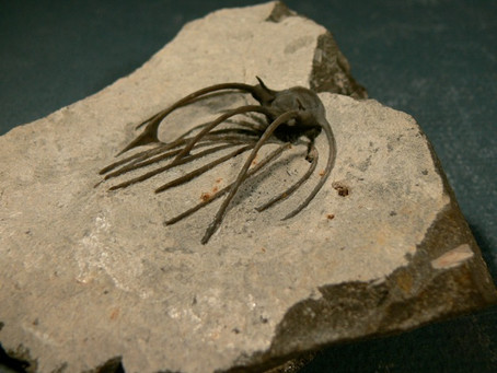 Trilobite Heliopeltis sp.