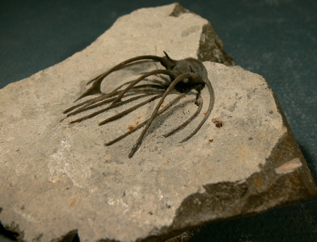 Heliopeltis sp trilobite Devonian fo Morocco
