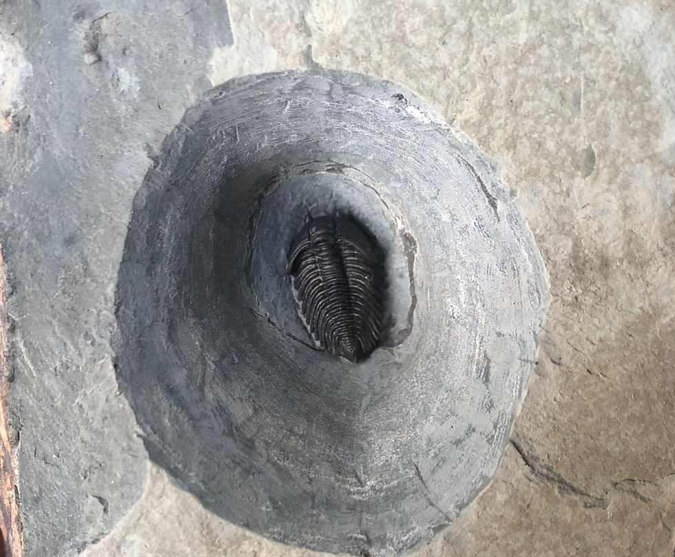 Pseudocybele nasuta trilobite ordovician 1