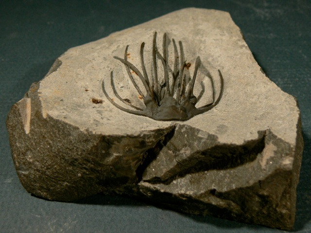 Heliopeltis sp trilobite Devonian fo Morocco 3