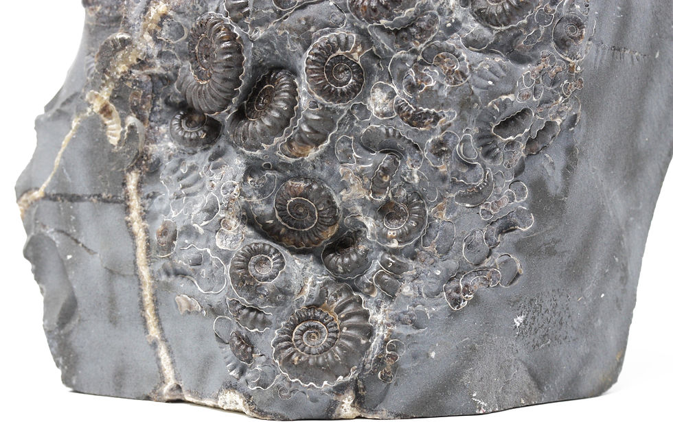 Thumbnail: Jurassic Ammonite Promicroceras marstonense (Spath)